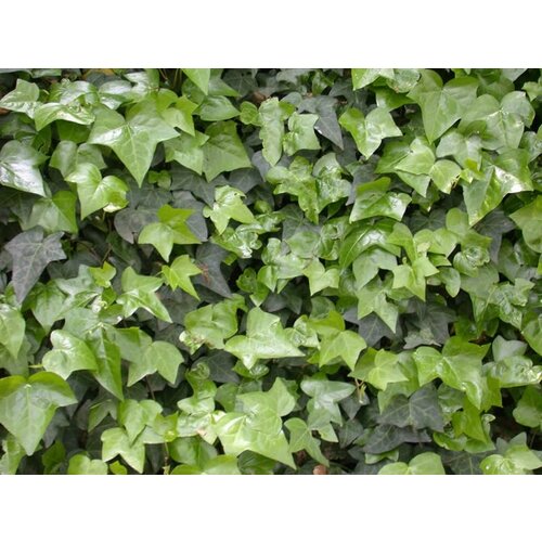 Mobilane Hedera Helix Woerner 120x300 cm | Kantenklaarhagen.nl