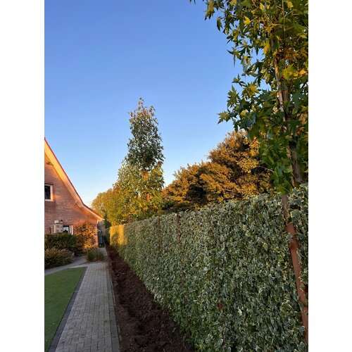 Mobilane Hedera Helix Goldchild 120x180 cm | Kant en Klaar haag