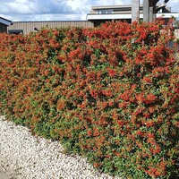 Mobilane Vuurdoorn haag kopen (Pyracantha) | Bestel online