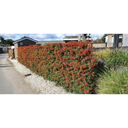 Mobilane Vuurdoorn haag kopen (Pyracantha) | Bestel online