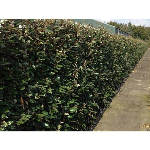 Mobilane Kant en klaar haag Elaeagnus Ebbingei (Olijfwilg) 120x180cm