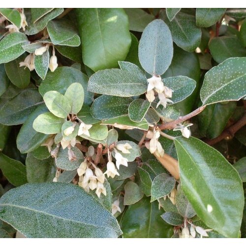 Mobilane Kant en klaar haag Elaeagnus Ebbingei (Olijfwilg) 120x180cm