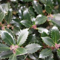 Quick hedge QuickHedge Ilex meserveae Heckenpracht - Hulst Heckenpracht 100x180 cm.