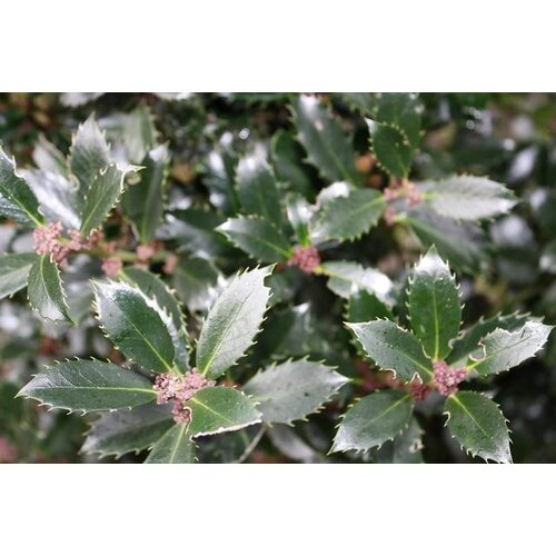 Quick hedge QuickHedge Ilex meserveae Heckenpracht - Hulst Heckenpracht 100x180 cm.