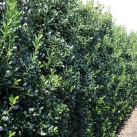 Quick hedge QuickHedge Ilex meserveae Heckenpracht - Hulst Heckenpracht 100x180 cm.