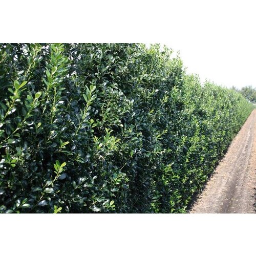 Quick hedge QuickHedge Ilex meserveae Heckenpracht - Hulst Heckenpracht 100x180 cm.