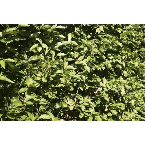 Quick hedge QuickHedge Cornus Mas - gele kornoelje 100x200 cm.