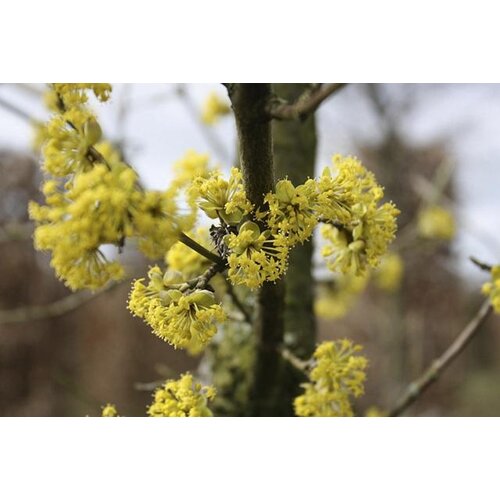 Quick hedge QuickHedge Cornus Mas - gele kornoelje 100x200 cm.