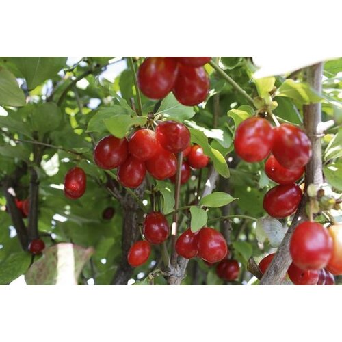 Quick hedge QuickHedge Cornus Mas - gele kornoelje 100x200 cm.