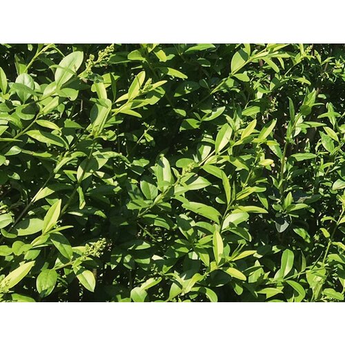 Quick hedge QuickHedge Ligustrum vulgare Atrovirens  - wilde liguster 100x200 cm.