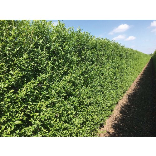 Quick hedge QuickHedge Ligustrum vulgare Atrovirens  - wilde liguster 100x200 cm.