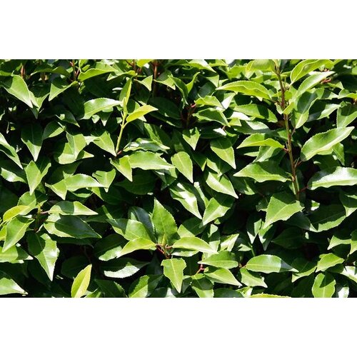 Quick hedge QuickHedge Prunus lusitanica Angustifolia 100x150 cm.