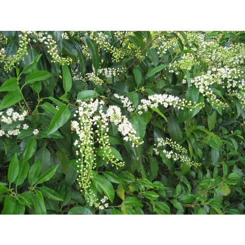 Quick hedge QuickHedge Prunus lusitanica Angustifolia 100x150 cm.