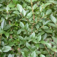 Quick hedge QuickHedge Ligustrum ovalifolium - haagliguster 100x200 cm.