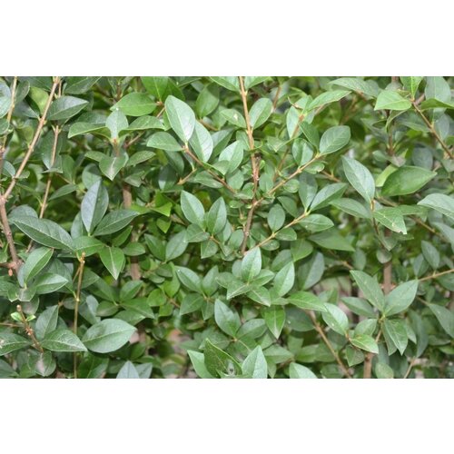 Quick hedge QuickHedge Ligustrum ovalifolium - haagliguster 100x200 cm.