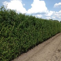 Quick hedge QuickHedge Ligustrum ovalifolium - haagliguster 100x200 cm.
