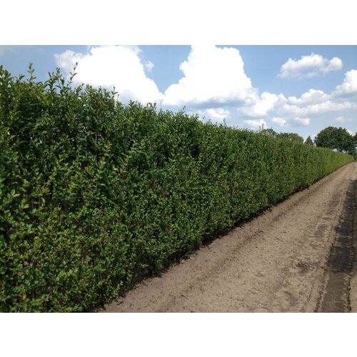 Quick hedge QuickHedge Ligustrum ovalifolium - haagliguster 100x200 cm.