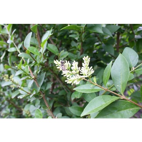 Quick hedge QuickHedge Ligustrum ovalifolium - haagliguster 100x200 cm.