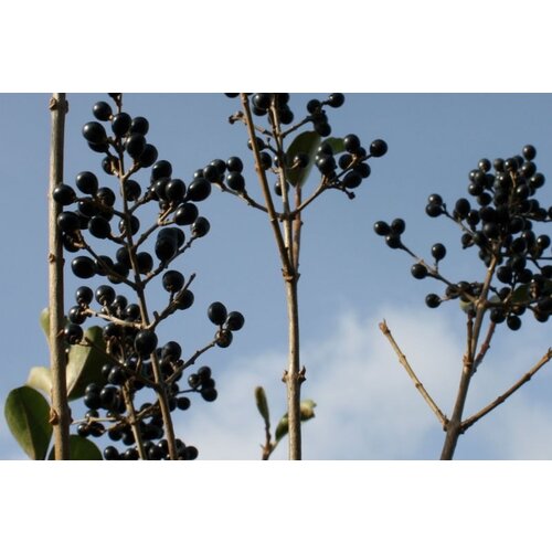 Quick hedge QuickHedge Ligustrum ovalifolium - haagliguster 100x200 cm.