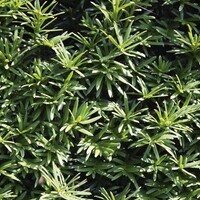 Quick hedge QuickHedge Taxus baccata - Venijnboom 100x200 cm.