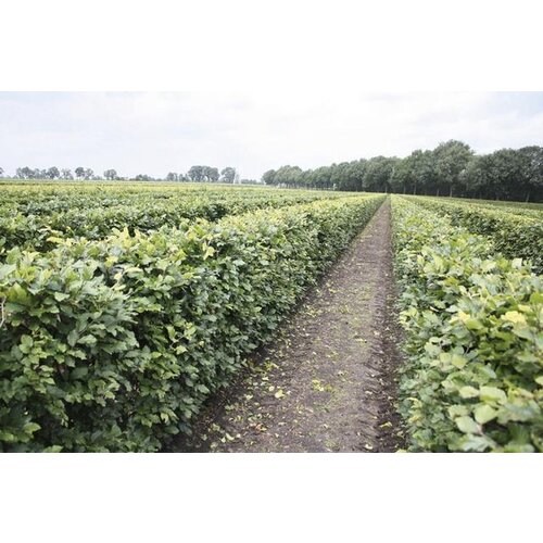 Quick hedge Beukenhaag (Fagus Sylvatica) te koop | 100x150 cm