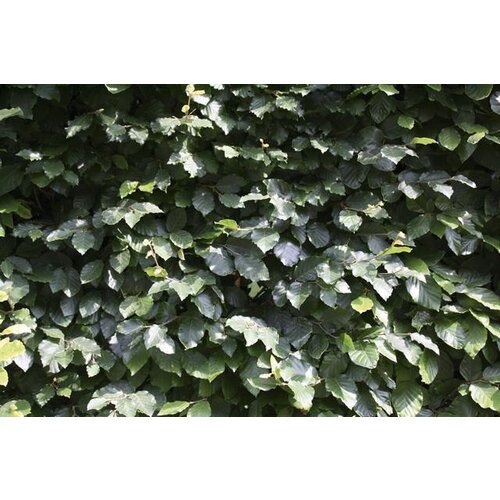 Quick hedge Beukenhaag (Fagus Sylvatica) te koop | 100x150 cm