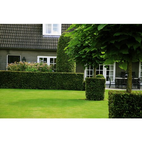 Quick hedge QuickHedge Carpinus Betulus 100x120 cm.