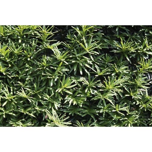 Quick hedge QuickHedge Taxus baccata - Venijnboom 100x80 cm.