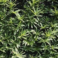 Quick hedge QuickHedge Taxus baccata - Venijnboom 100x150 cm.
