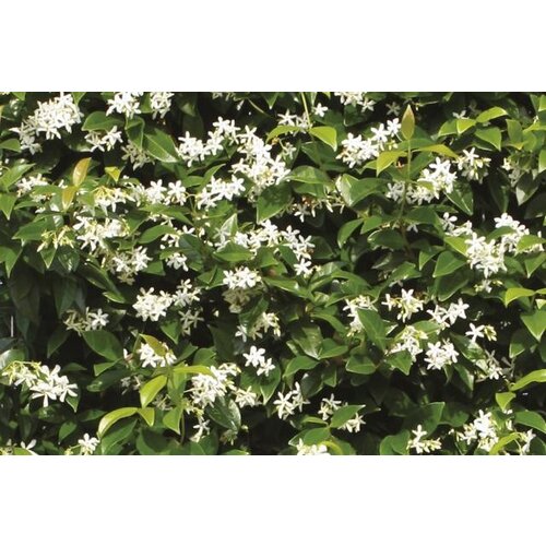 Quick hedge QuickHedge Trachelospermum jasminoides - sterjasmijn 100x180 cm.
