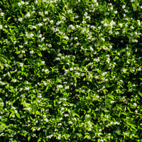 Quick hedge QuickHedge Trachelospermum jasminoides - sterjasmijn 100x180 cm.