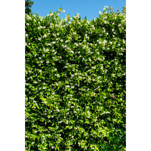 Quick hedge QuickHedge Trachelospermum jasminoides - sterjasmijn 100x180 cm.