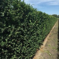 Quick hedge Taxus baccata haag - Venijnboom | Bestel online