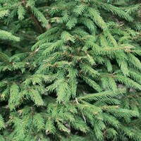 Quick hedge QuickHedge Picea abies - Fijnspar 100x200 cm.