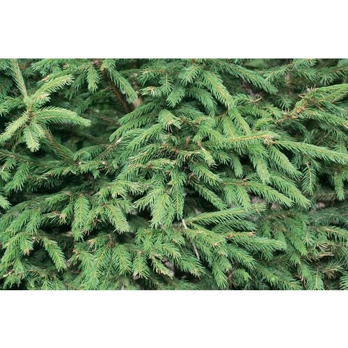 Quick hedge QuickHedge Picea abies - Fijnspar 100x200 cm.