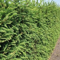 Quick hedge QuickHedge Picea abies - Fijnspar 100x200 cm.