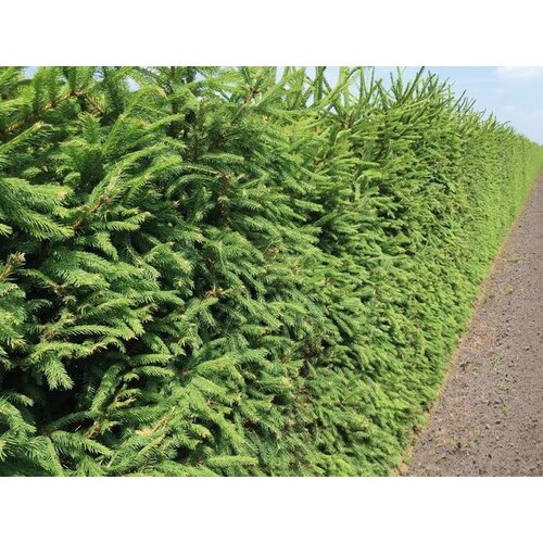 Quick hedge QuickHedge Picea abies - Fijnspar 100x200 cm.
