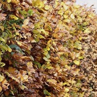 Quick hedge Beukenhaag kopen? Begroeide haag 100x120 cm