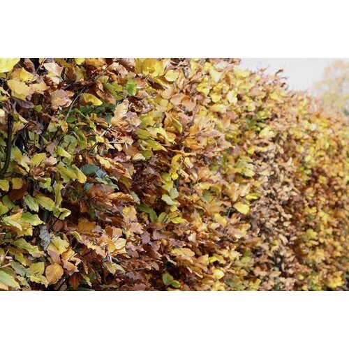 Quick hedge QuickHedge Fagus Sylvatica - beukhaag 100x80 cm.