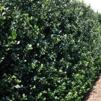 Quick hedge QuickHedge Ilex meserveae Blue prince - Hulst Blue prince 100x200 cm.