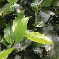 Quick hedge QuickHedge Ilex meserveae Blue Maid - Hulst Blue Maid 100x200 cm.