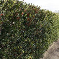 Quick hedge QuickHedge Ilex meserveae Blue Maid - Hulst Blue Maid 100x200 cm.