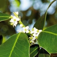 Quick hedge QuickHedge Ilex meserveae Blue Maid - Hulst Blue Maid 100x200 cm.