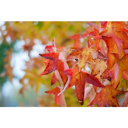 Quick hedge QuickHedge Liquidambar Styraciflua - amberboom 100x200 cm.