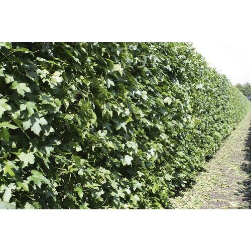 Quick hedge QuickHedge Liquidambar Styraciflua - amberboom 100x200 cm.