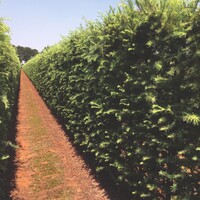 Quick hedge QuickHedge Fagus Sylvatica Atropunicea - beukhaag 100x200 cm.