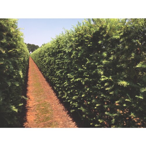 Quick hedge QuickHedge Fagus Sylvatica Atropunicea - beukhaag 100x200 cm.