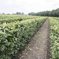 Quick hedge Beukenhaag (Fagus Sylvatica) 100x200 cm te koop | Kantenklaarhagen.nl