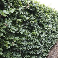 Quick hedge Beukenhaag (Fagus Sylvatica) 100x200 cm te koop | Kantenklaarhagen.nl