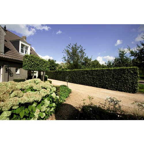 Quick hedge QuickHedge Carpinus Betulus 100x80 cm.